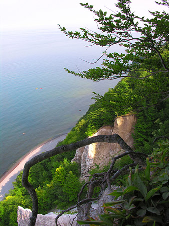 Königsstuhl Kreidefelsen Foto 