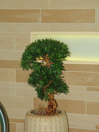 Bonsai