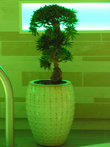Bonsai Fotos