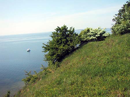 Foto Busch am Hang - 