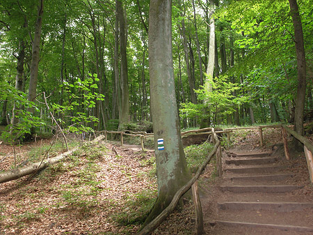 Kreidefelsen Wanderweg Foto 