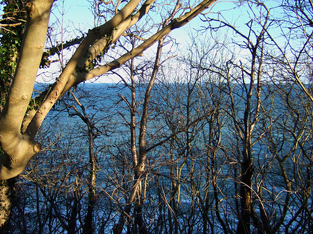 Fotos Ostsee zwischen Bäumen | 