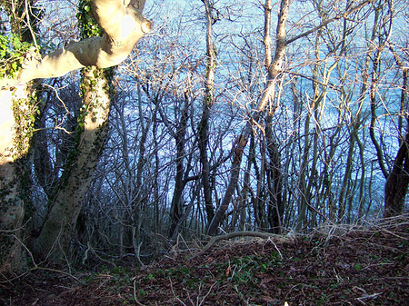 Fotos Ostsee zwischen Bäumen