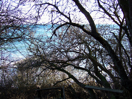 Foto Ostsee zwischen Bäumen - 