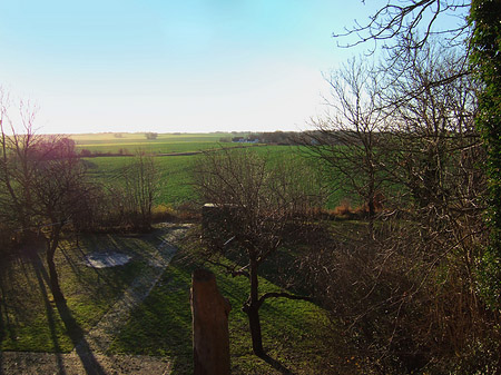 Feld