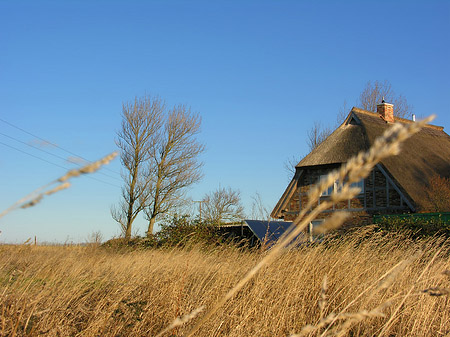 Feld